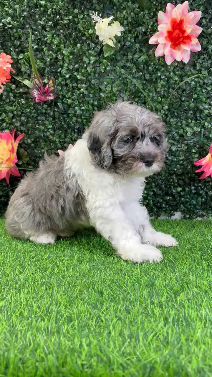 Male Cockapoo puppy named Malachai for sale at Puppy Dreams - Wichita West. video thumbnail