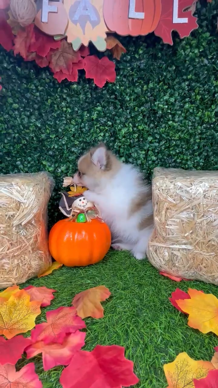 Male Pomeranian puppy named Twist for sale at Puppy Dreams - Mansfield. video thumbnail