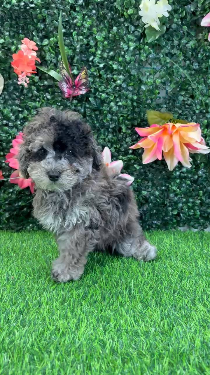 Male Mini Poodle puppy named Martin for sale at Puppy Dreams - Wichita West. video thumbnail