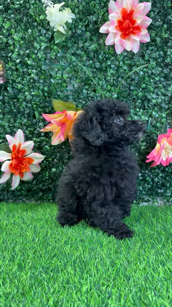 Male Mini Poodle puppy named Remy for sale at Puppy Dreams - Wichita West. video thumbnail