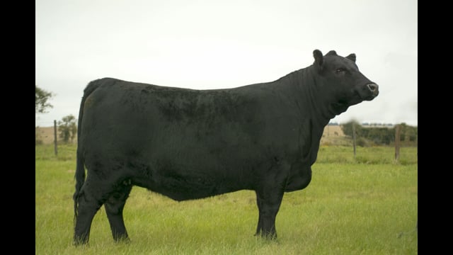 Lote 03