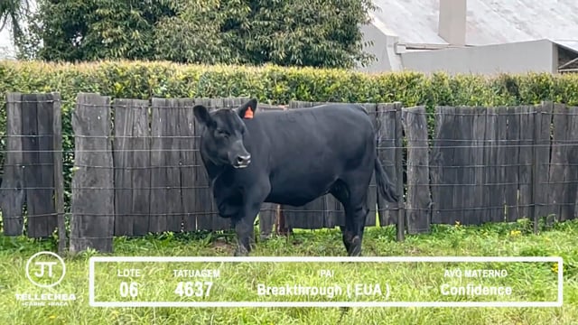 Lote 06