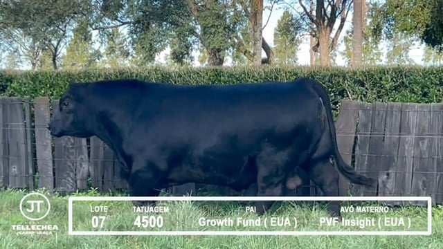 Lote 07