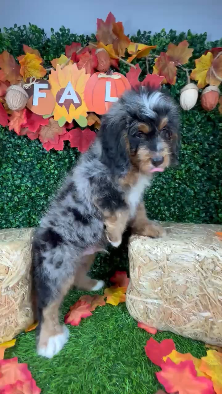 Male Bernedoodle puppy named Hammertime for sale at Puppy Dreams - Mansfield. video thumbnail