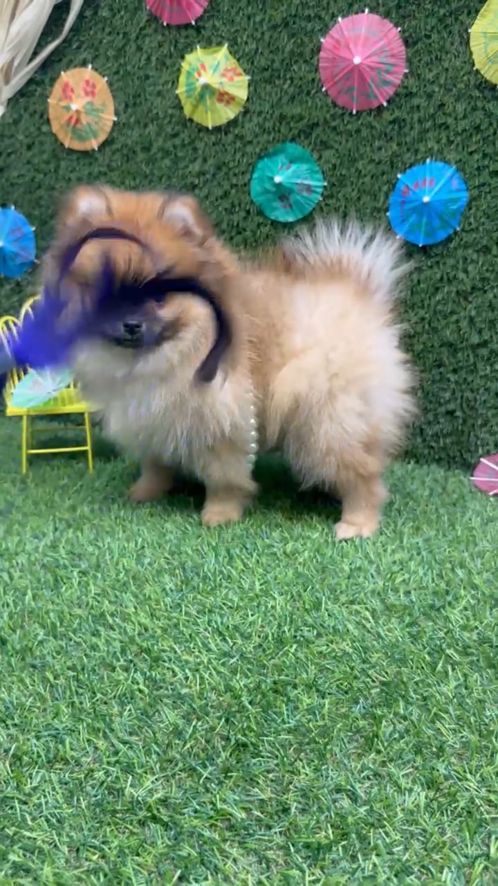 Female Pomeranian puppy named Elizabeth for sale at Puppy Dreams - Carrollton. video thumbnail
