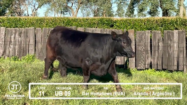 Lote 11