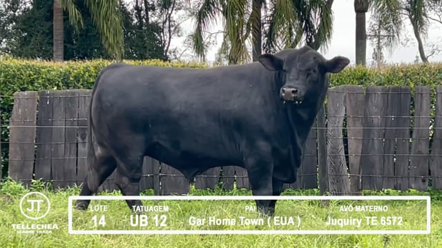 Lote 14
