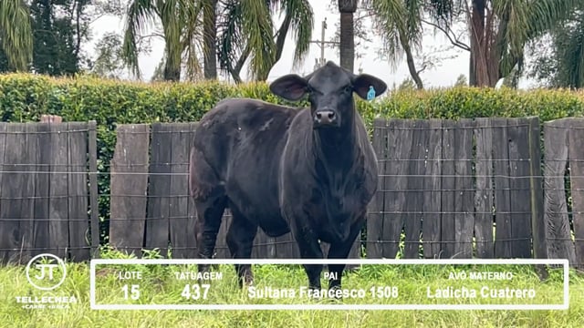 Lote 15