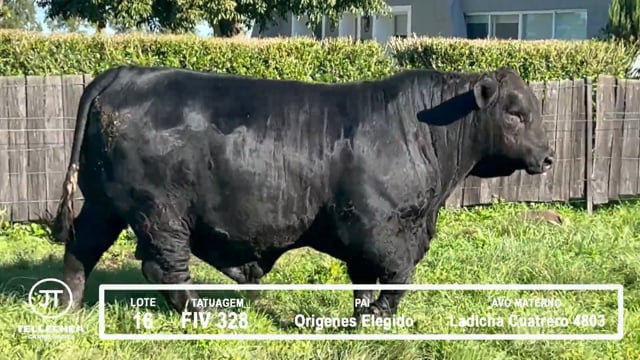 Lote 16