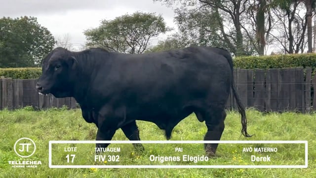Lote 17