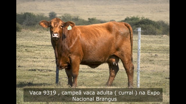 Lote 18