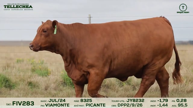 Lote 21