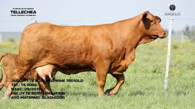 Lote 22