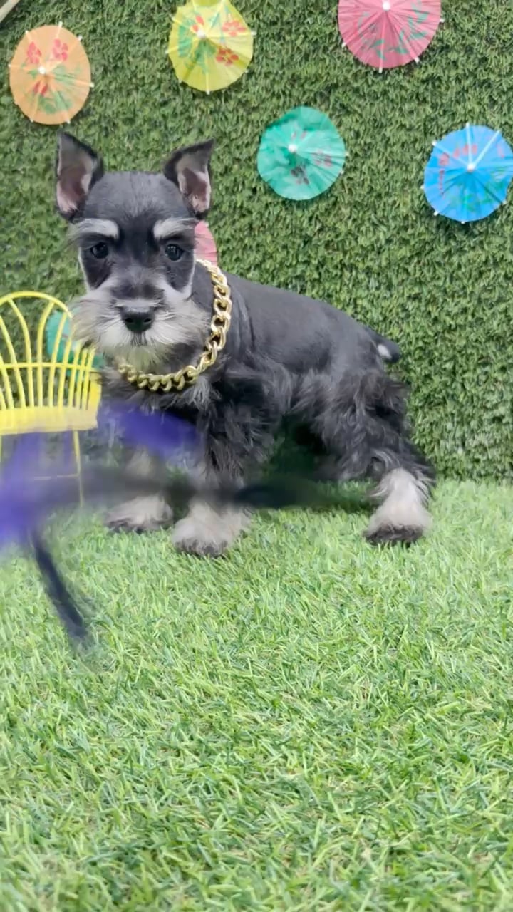 Male Mini Schnauzer puppy named Georgia for sale at Puppy Dreams - Carrollton. video thumbnail