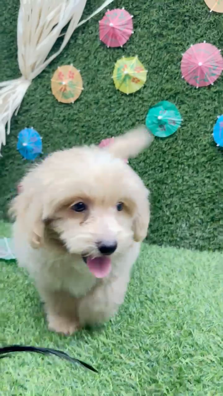 Male Pom-A-Poo puppy named Toni for sale at Puppy Dreams - Carrollton. video thumbnail