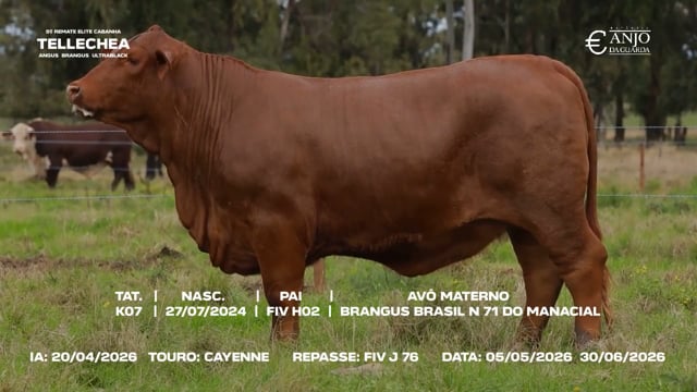 Lote 19
