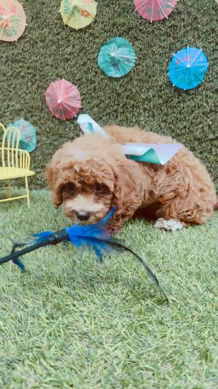 Female Mini Poodle puppy named Chanel for sale at Puppy Dreams - Carrollton. video thumbnail
