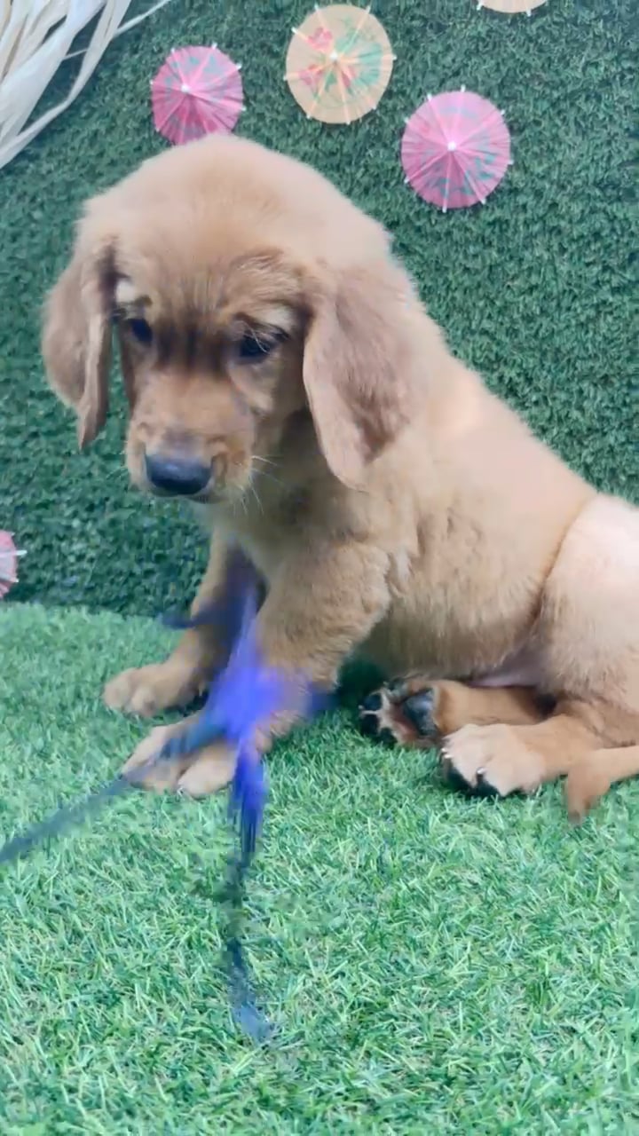 Male Golden Retriever puppy named Terrence for sale at Puppy Dreams - Carrollton. video thumbnail