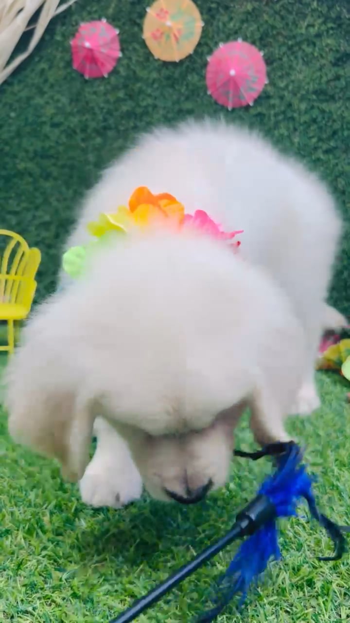 Female Golden Retriever puppy named Daisy for sale at Puppy Dreams - Carrollton. video thumbnail