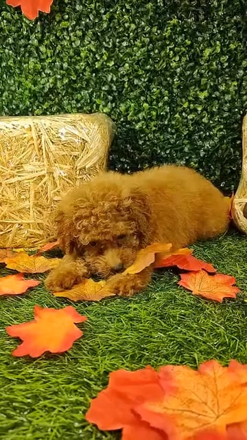 Male Toy Poodle puppy named Garba for sale at Puppy Dreams - Mansfield. video thumbnail