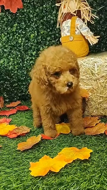 Female Toy Poodle puppy named Macarena for sale at Puppy Dreams - Mansfield. video thumbnail
