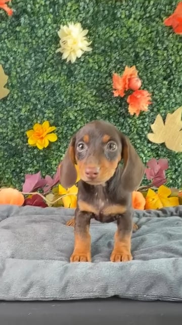 Female Dachshund puppy named Bay for sale at Puppy Dreams - West Little Rock. video thumbnail