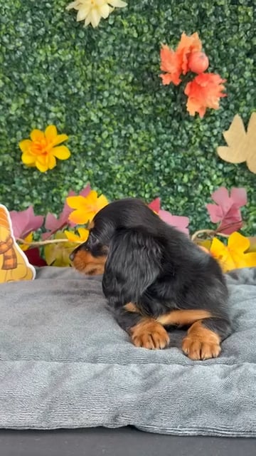 Female Dachshund puppy named Coral for sale at Puppy Dreams - West Little Rock. video thumbnail