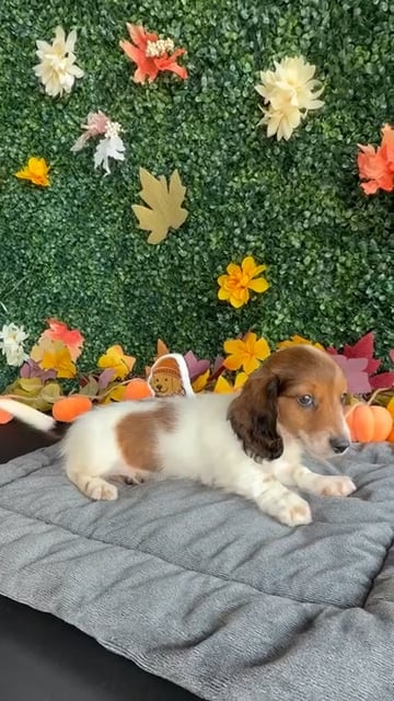 Male Dachshund puppy named Sailor for sale at Puppy Dreams - West Little Rock. video thumbnail