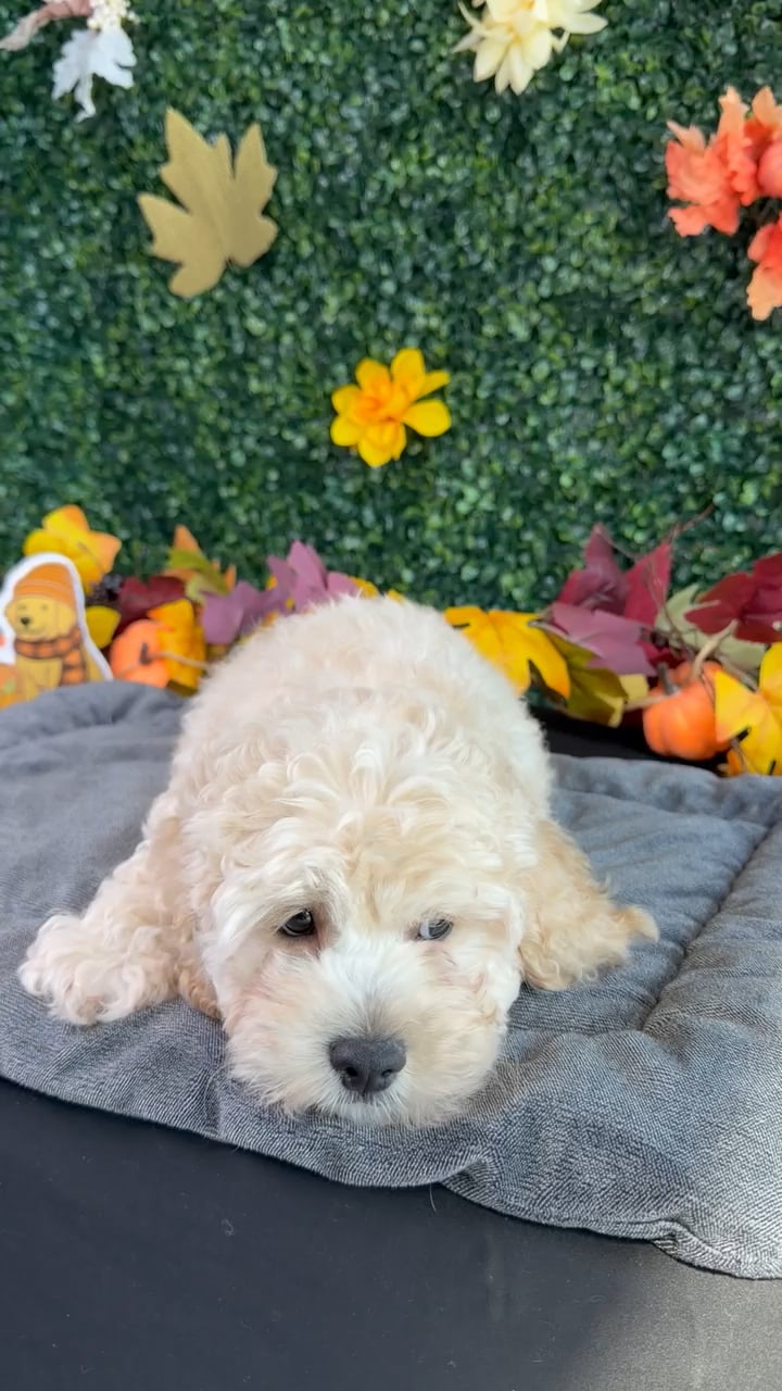Male Cockapoo puppy named Nemo for sale at Puppy Dreams - West Little Rock. video thumbnail