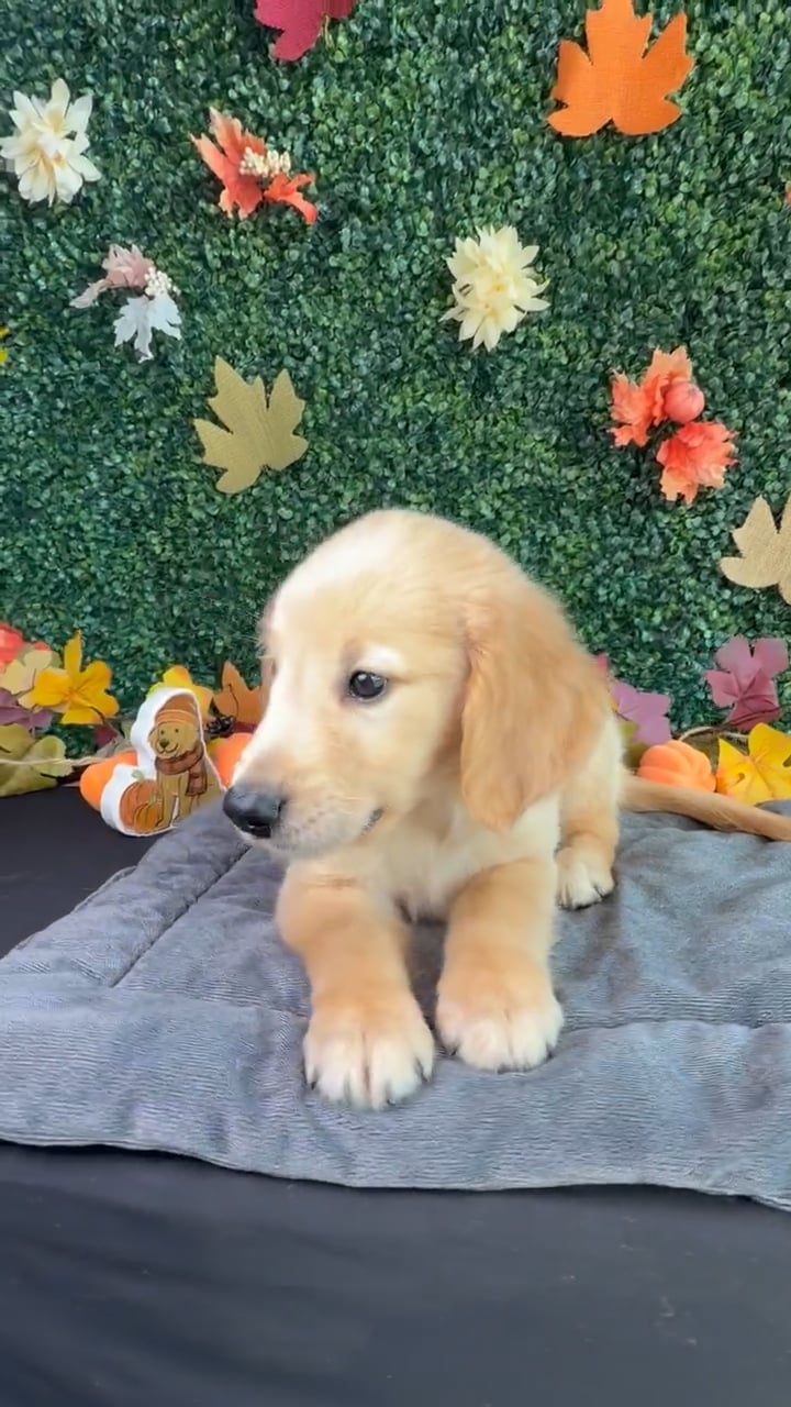 Male Golden Retriever puppy named Harbor for sale at Puppy Dreams - West Little Rock. video thumbnail