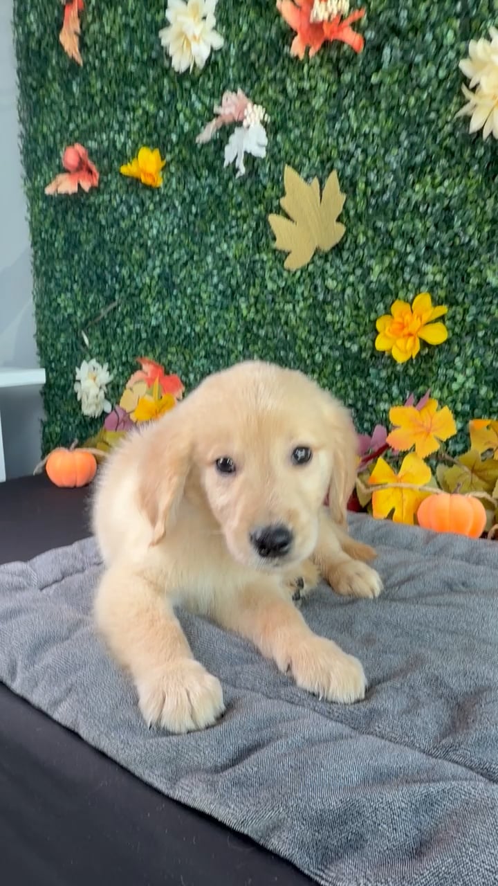 Male Golden Retriever puppy named Finn for sale at Puppy Dreams - West Little Rock. video thumbnail
