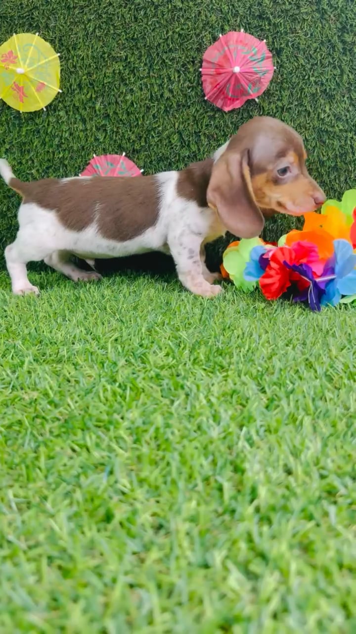 Male Dachshund puppy named Archie for sale at Puppy Dreams - Carrollton. video thumbnail