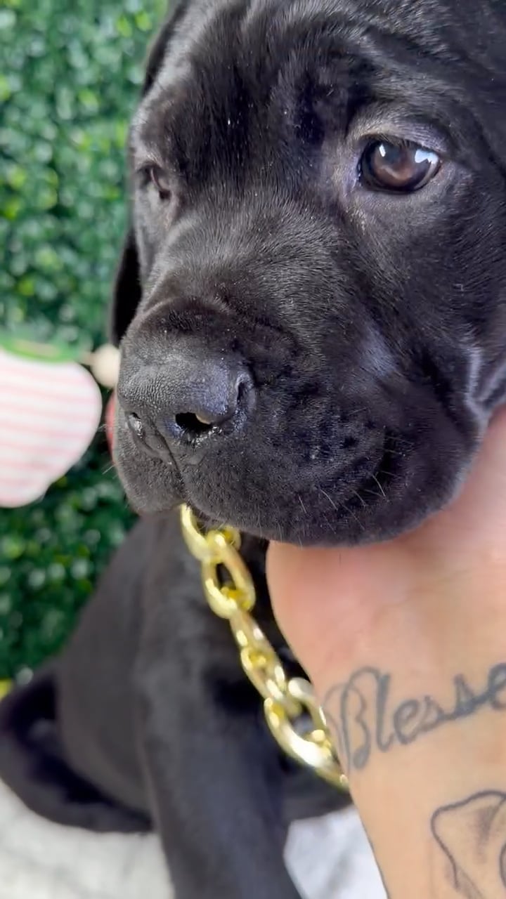 Male Cane Corso puppy named Panther for sale at Puppy Dreams - Garland. video thumbnail
