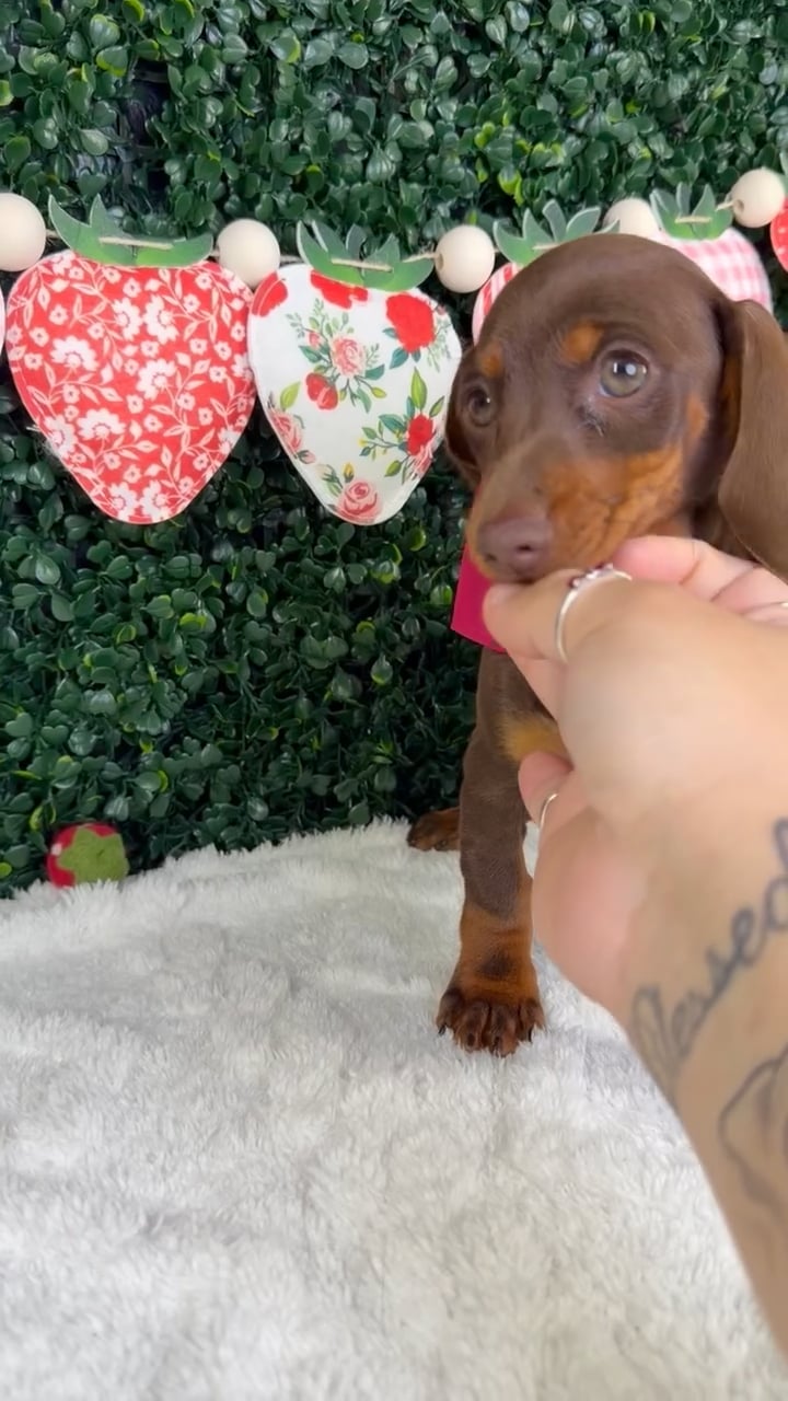 Female Dachshund puppy named Zuri for sale at Puppy Dreams - Garland. video thumbnail