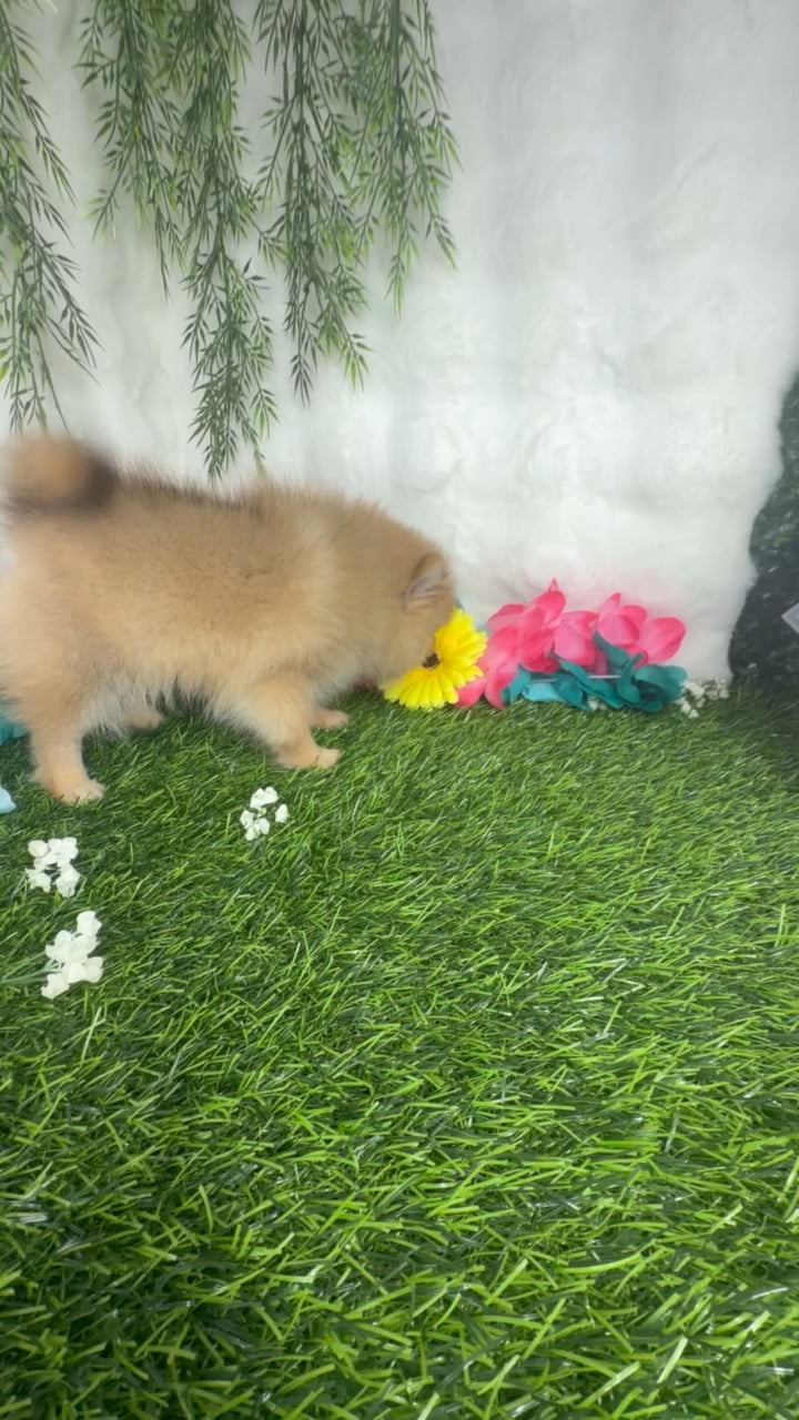 Male Pomeranian puppy named Macklemore for sale at Puppy Dreams - Denton. video thumbnail