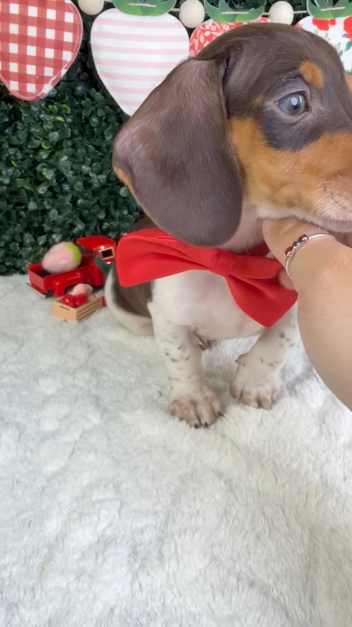 Male Dachshund puppy named Enzo for sale at Puppy Dreams - Garland. video thumbnail