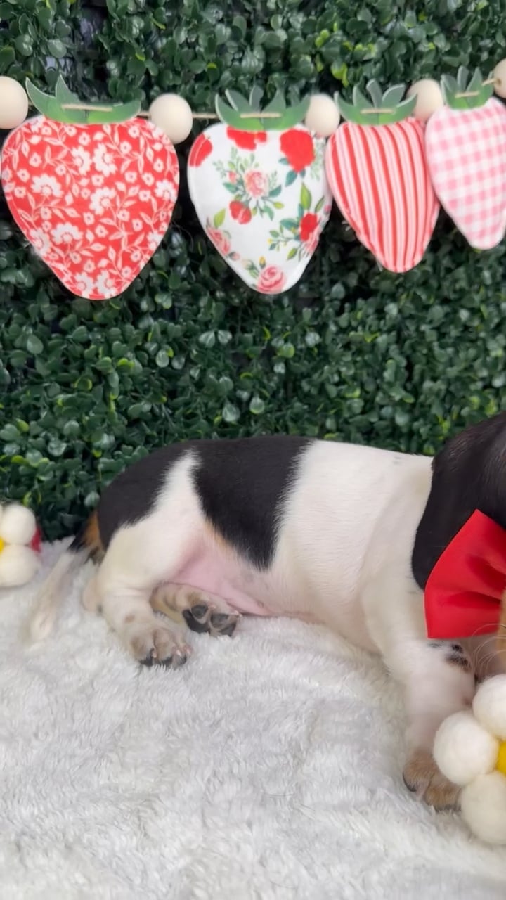 Male Dachshund puppy named Ozzy for sale at Puppy Dreams - Garland. video thumbnail