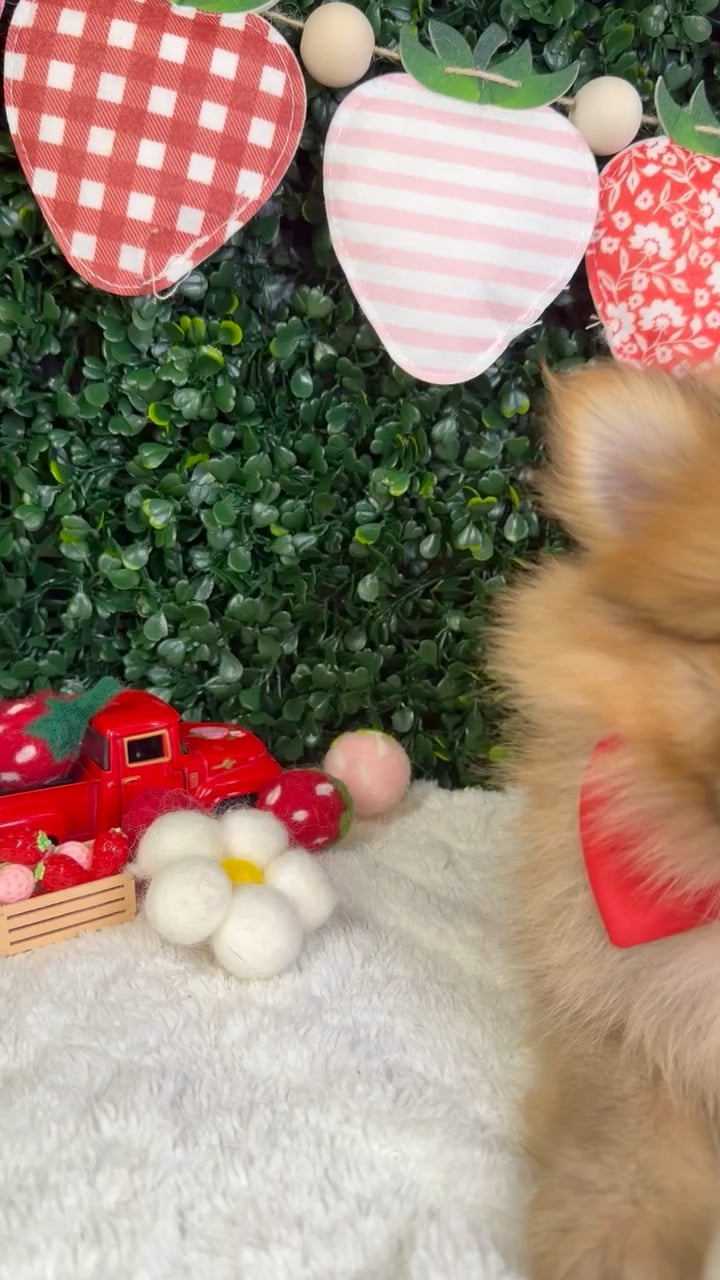 Male Pomeranian puppy named Chico for sale at Puppy Dreams - Garland. video thumbnail