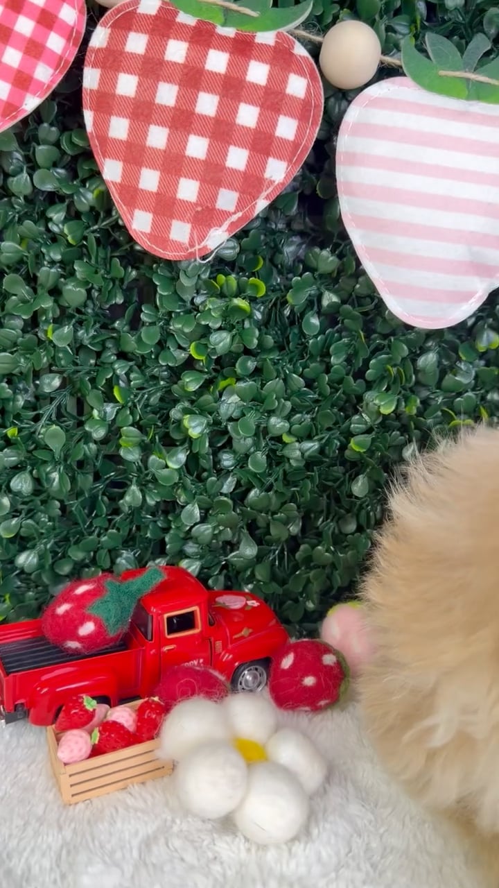 Female Pom-A-Poo puppy named Ruby for sale at Puppy Dreams - Garland. video thumbnail