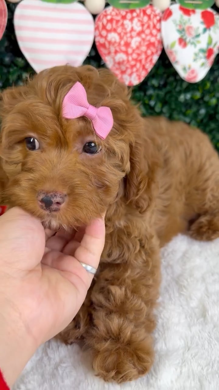 Female Cockapoo puppy named Sophie for sale at Puppy Dreams - Garland. video thumbnail