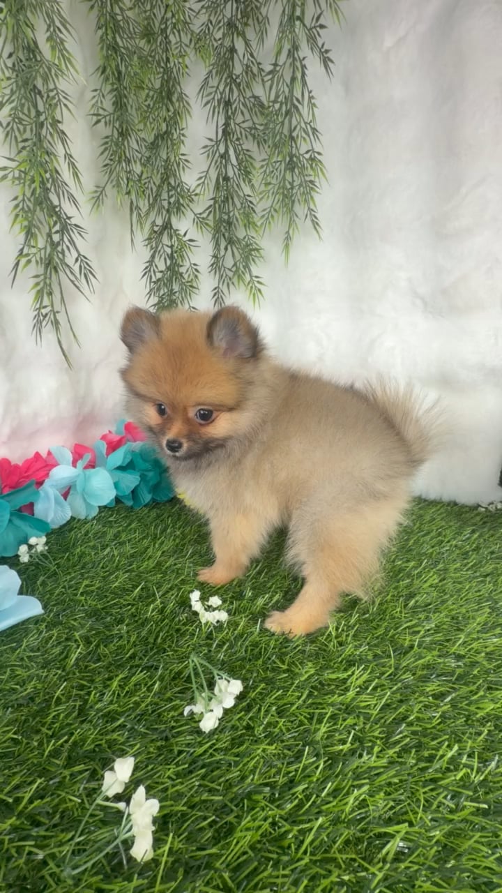 Female Pomeranian puppy named Fergie for sale at Puppy Dreams - Denton. video thumbnail