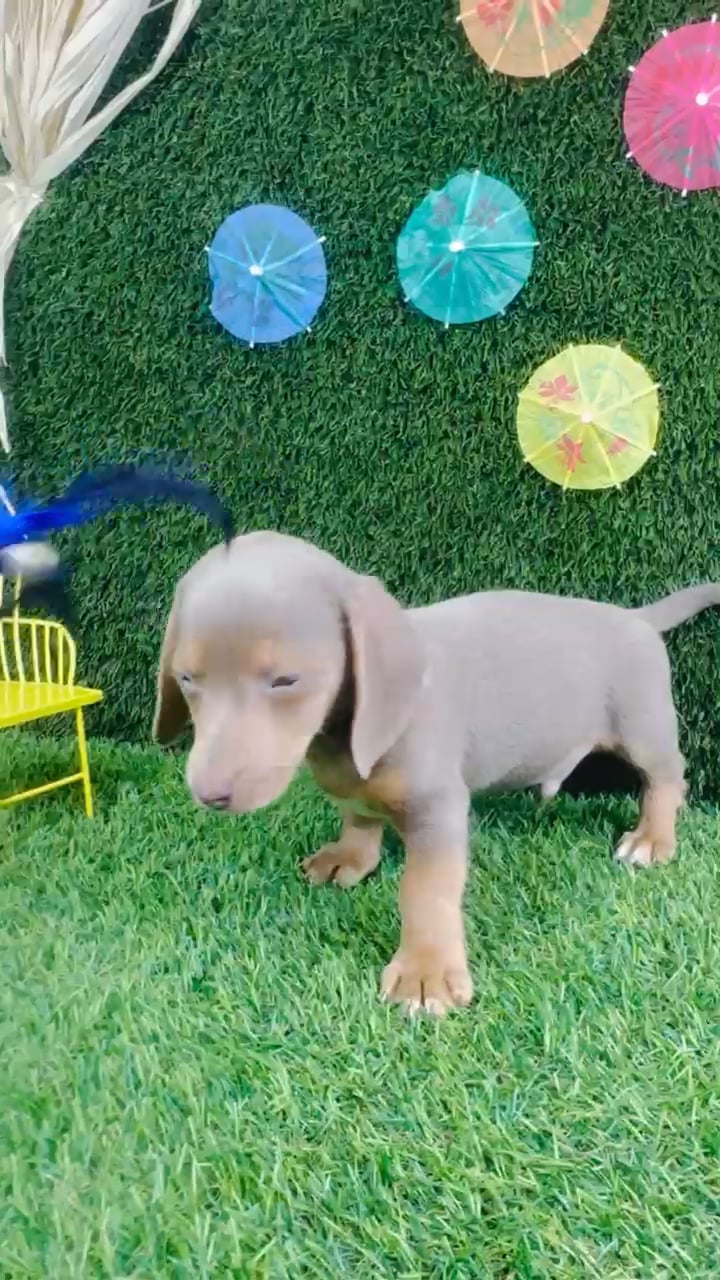 Male Dachshund puppy named Rocky for sale at Puppy Dreams - Carrollton. video thumbnail