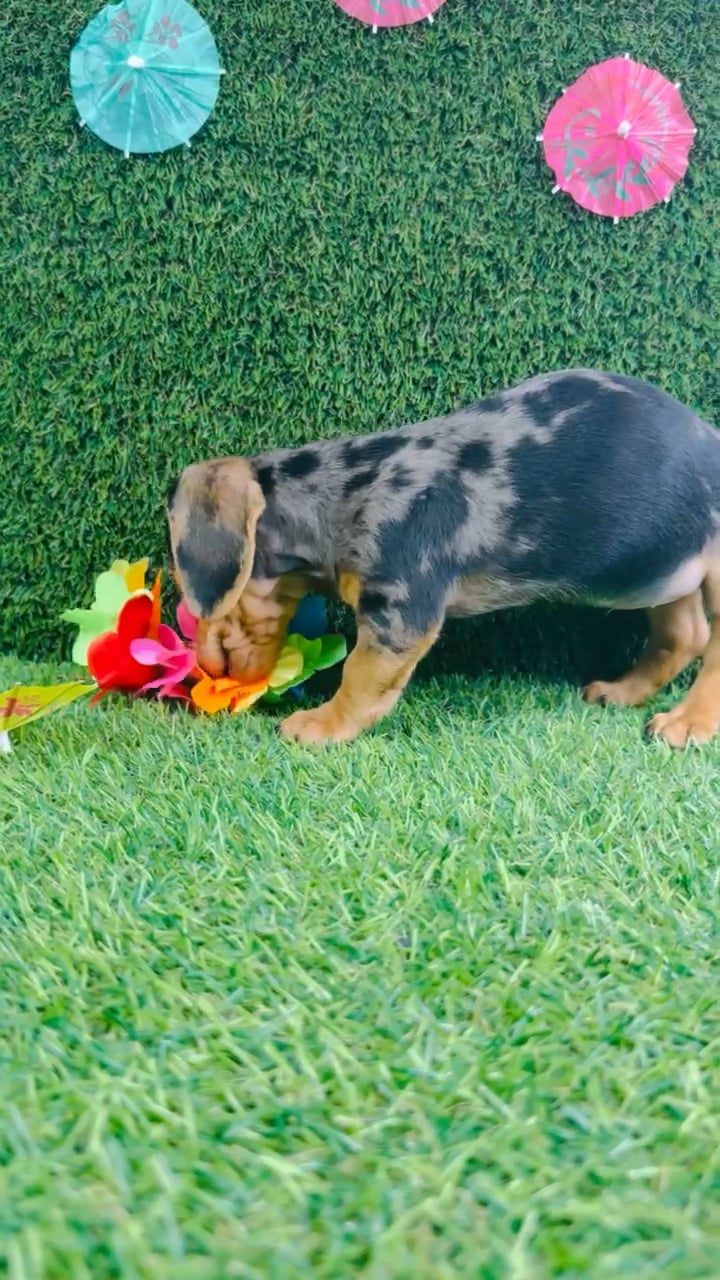 Female Dachshund puppy named Willow for sale at Puppy Dreams - Carrollton. video thumbnail