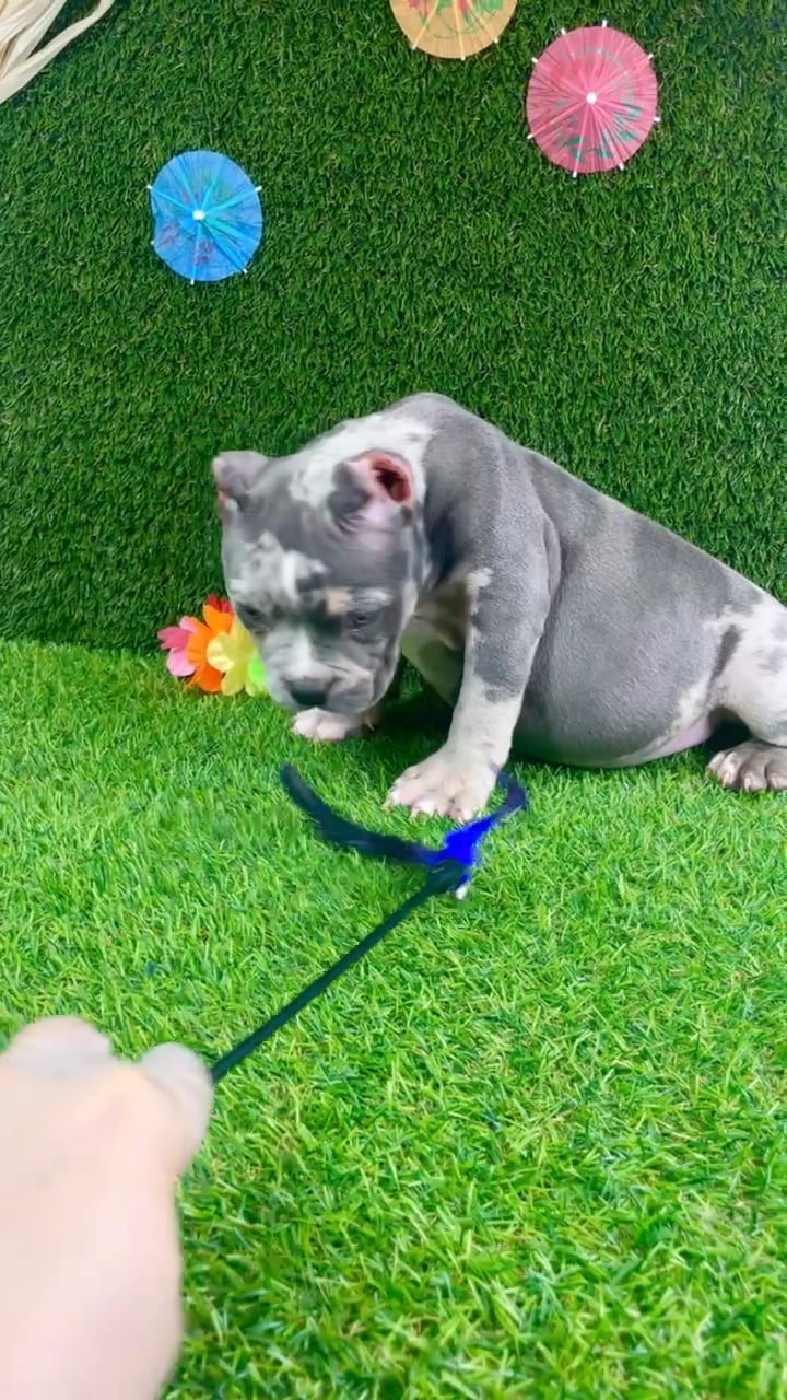 Male American Bully puppy named Diesel for sale at Puppy Dreams - Carrollton. video thumbnail