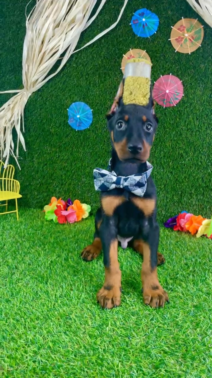 Male Doberman Pinscher puppy named Thor for sale at Puppy Dreams - Carrollton. video thumbnail
