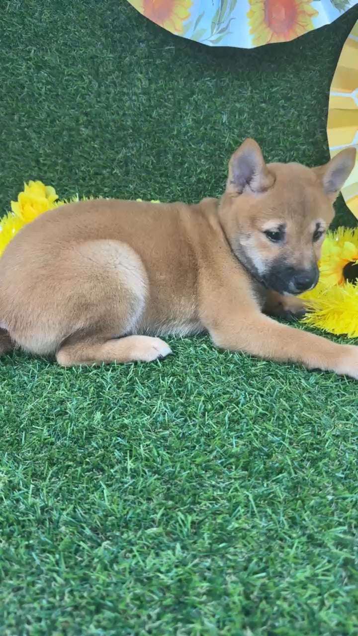 Male Shiba Inu puppy named Pumpkin for sale at Puppy Dreams - Arlington. video thumbnail
