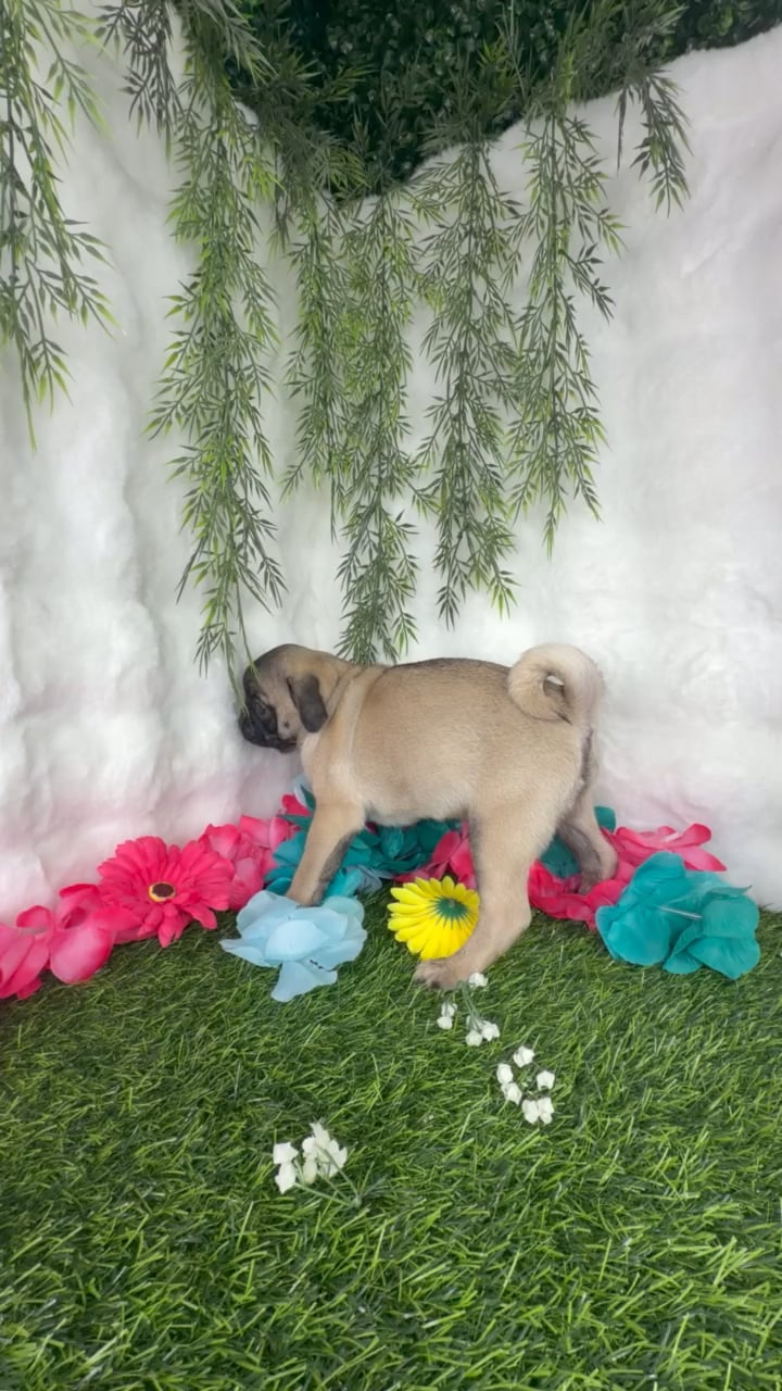 Male Pug puppy named Akon for sale at Puppy Dreams - Denton. video thumbnail