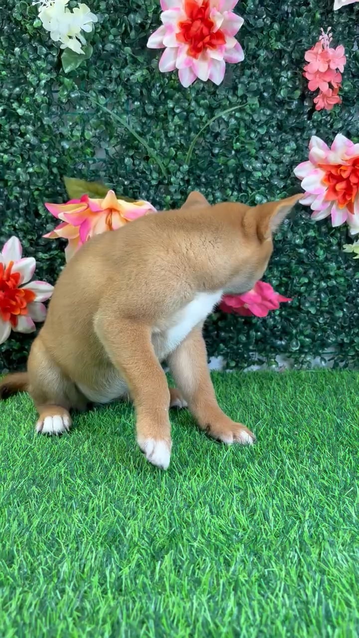 Female Shiba Inu puppy named Oni for sale at Puppy Dreams - Wichita West. video thumbnail