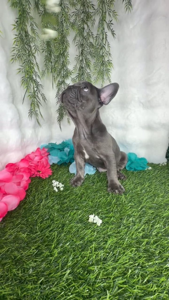 Male French Bulldog puppy named Tpain for sale at Puppy Dreams - Denton. video thumbnail
