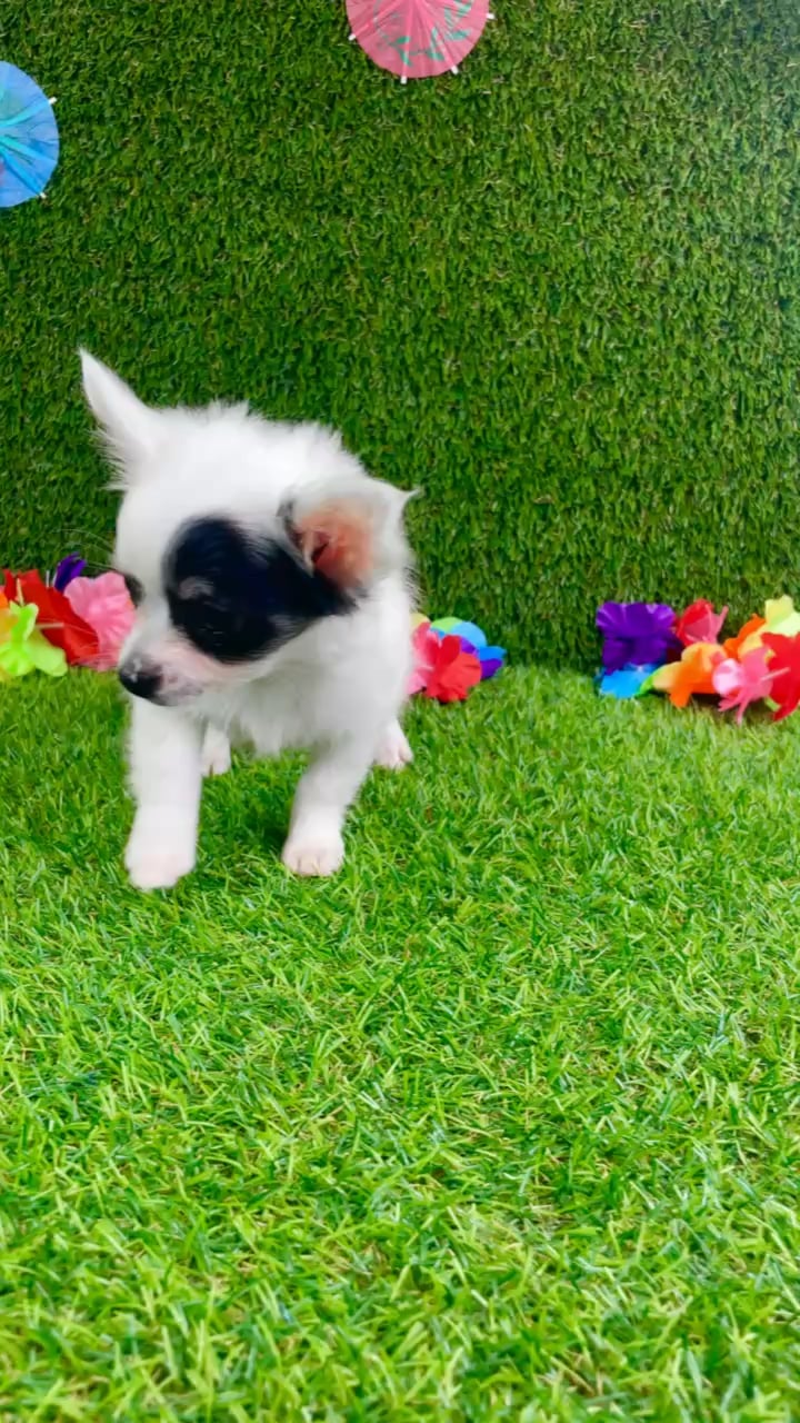 Male Chihuahua puppy named Cooper for sale at Puppy Dreams - Carrollton. video thumbnail